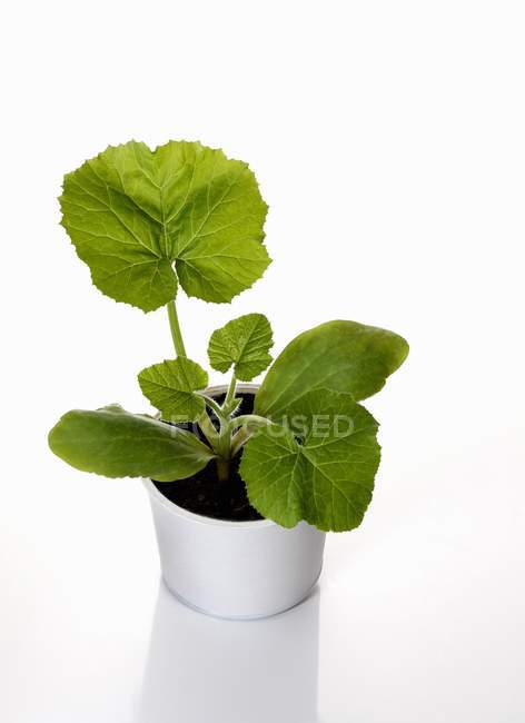 A courgette plant growing in cultivation pot on white background — Stock Photo
