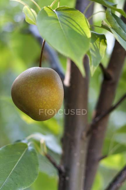 Asian Yellow Pear — Stock Photo