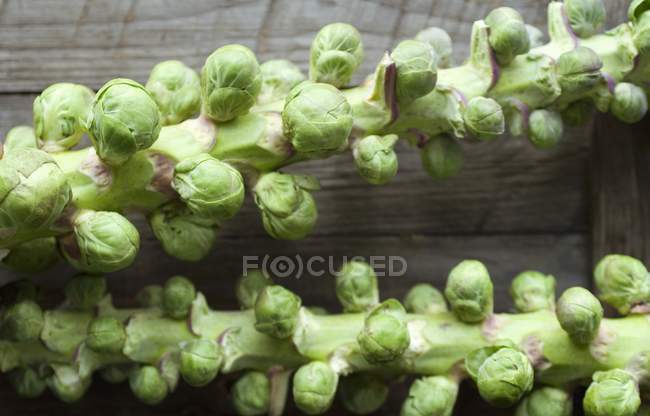 Cavoletti di Bruxelles coltivati — Foto stock