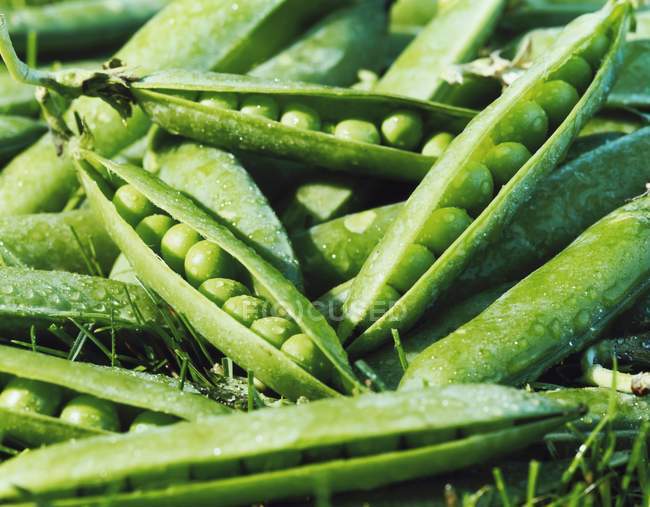 Fresh green Peas in pods — Stock Photo