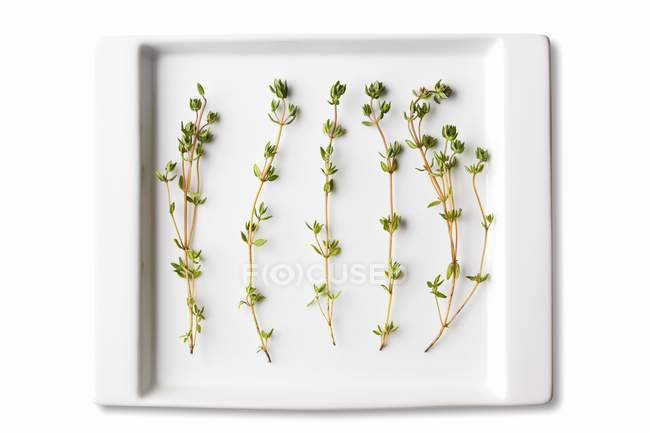 Thyme Sprigs in White Dish — Stock Photo