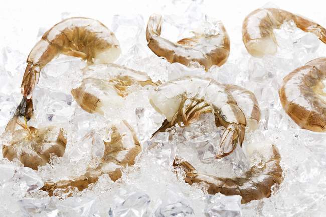 Raw Shrimps on ice — Stock Photo