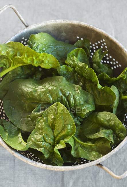 Fresh Spinach from in Colander — Stock Photo