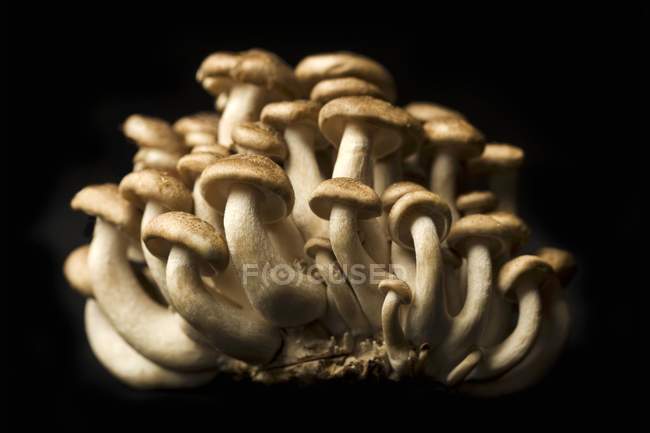 Fresh Brown Mushrooms — Stock Photo