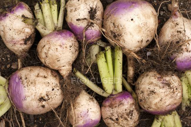 Fresh picked Turnips — Stock Photo
