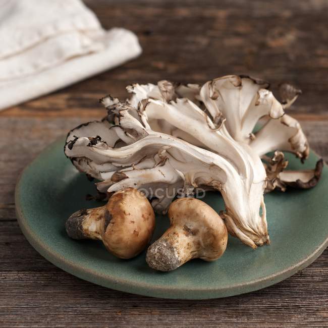 Wild Matsutake and Maitake Mushrooms — Stock Photo