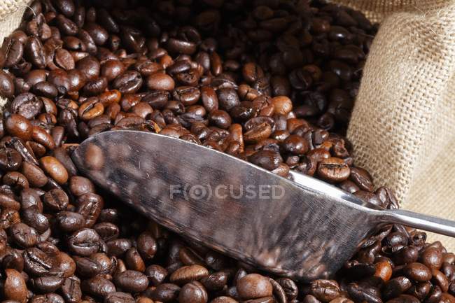 Granos de café enteros asados - foto de stock
