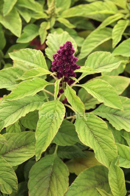 Elevated daytime view of an Amaranth plant with a flower — Stock Photo
