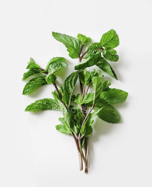 Sprigs of fresh mint — Stock Photo