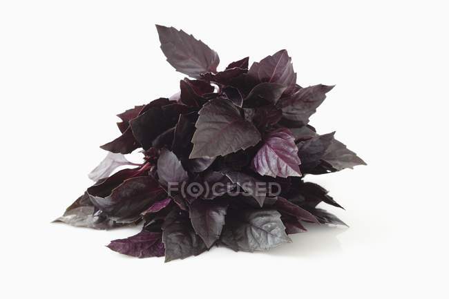 Basilico viola fresco — Foto stock