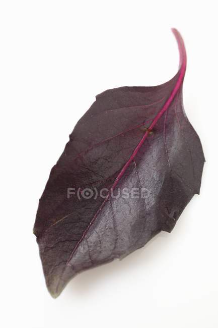 Hoja de albahaca púrpura - foto de stock