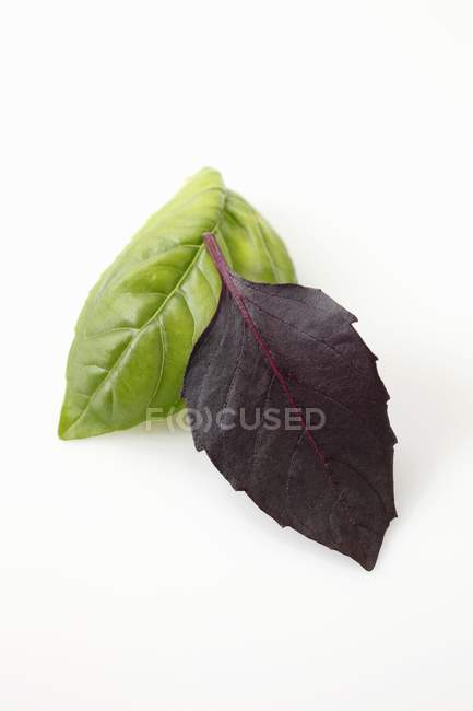 Green and purple leaves of basil — Stock Photo