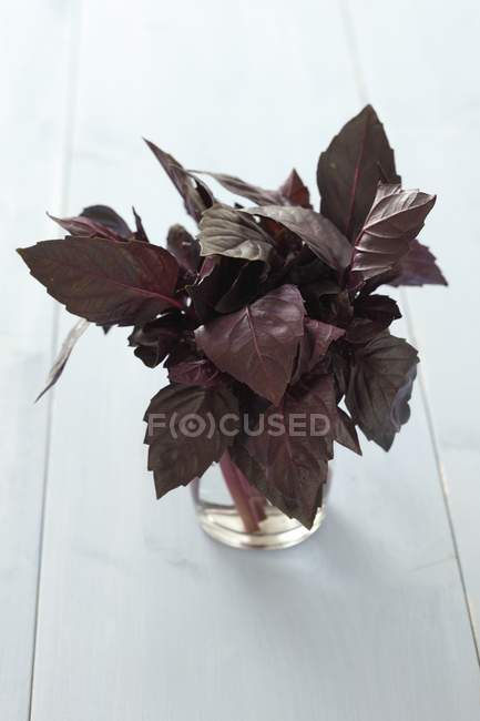 Purple basil in glass of water — Stock Photo