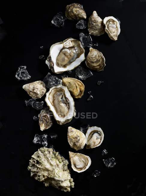 Raw oysters with ice cubes — Stock Photo