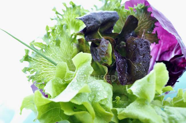 Fresh red and green lettuce — Stock Photo