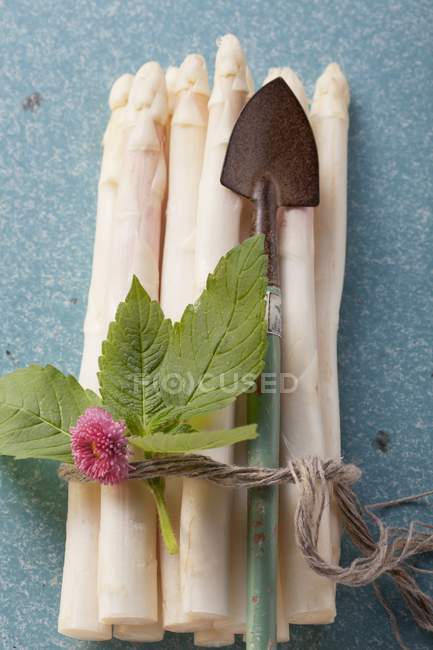 White asparagus with spade — Stock Photo