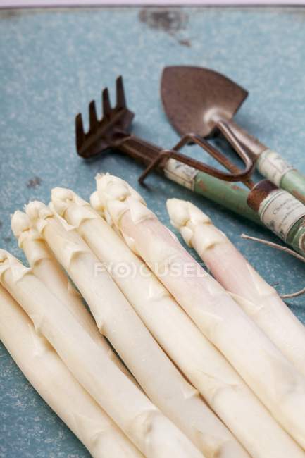 Espárragos blancos y herramientas de jardín - foto de stock