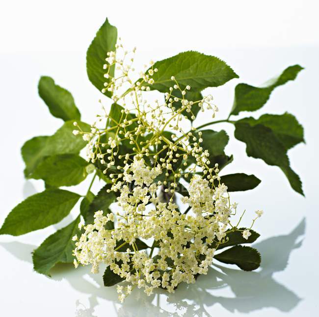 Primo piano vista di fiori di sambuco freschi con foglie su sfondo bianco — Foto stock