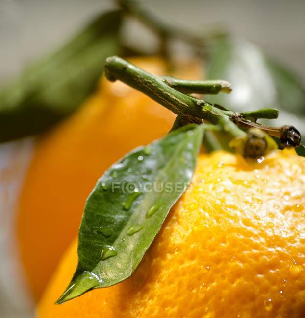 Oranges avec tiges et feuilles — Photo de stock