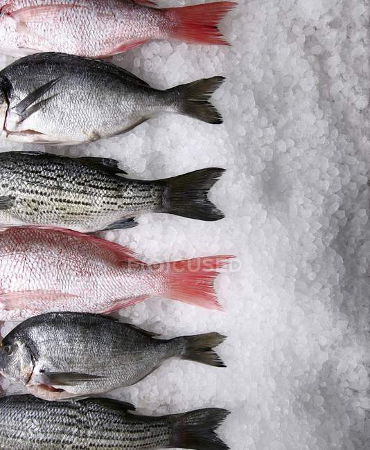 Verschiedene frische Fische auf Eis — Stockfoto