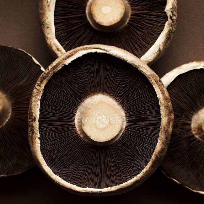 Undersides of portobello mushrooms — Stock Photo