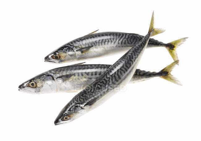 Freshly caught mackerels — Stock Photo