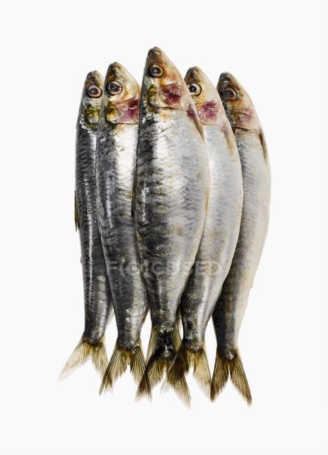 Tas de sardines fraîches — Photo de stock