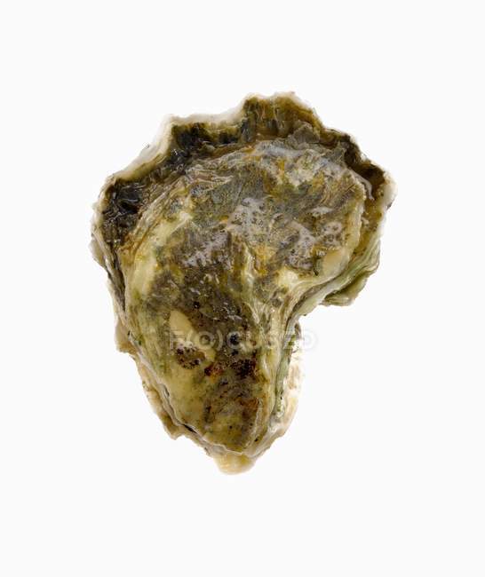 Oyster on a White Background — Stock Photo