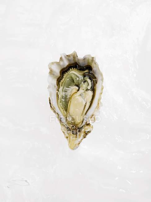 Frisch geöffnete Auster — Stockfoto