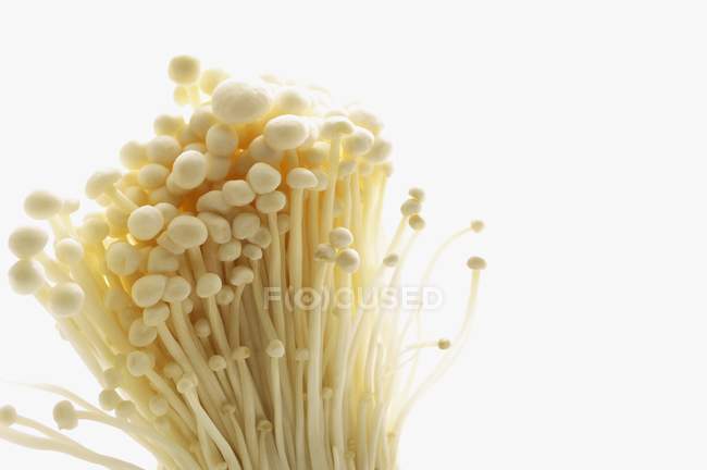 Fresh enoki mushrooms — Stock Photo