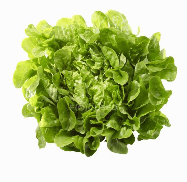 Fresh green oak-leaf lettuce — Stock Photo