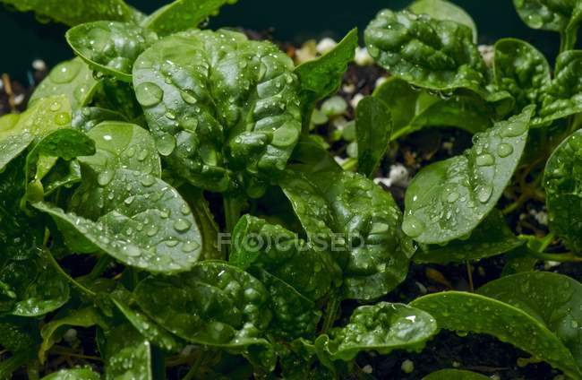 Baby Spinach with drops of water — Stock Photo