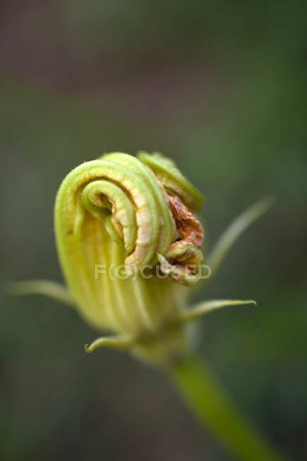 Une fleur de courgette sur fond vert flou — Photo de stock