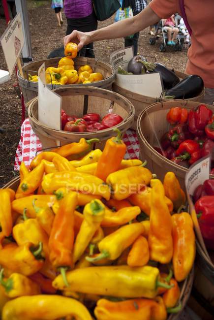 Colorful fresh Peppers — Stock Photo