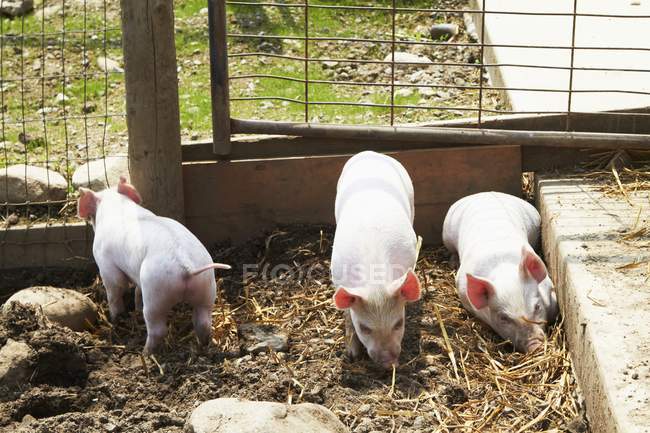 Daytime elevated view of three white piglets in pigpen — Stock Photo