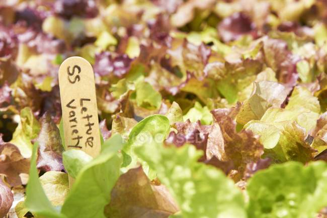 Крупним планом салат вирощування з маркером — стокове фото