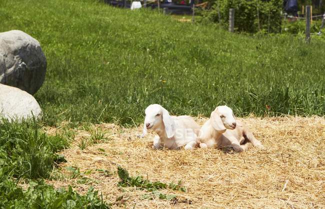 Vista diurna de dos cabras jóvenes tendidas en heno - foto de stock