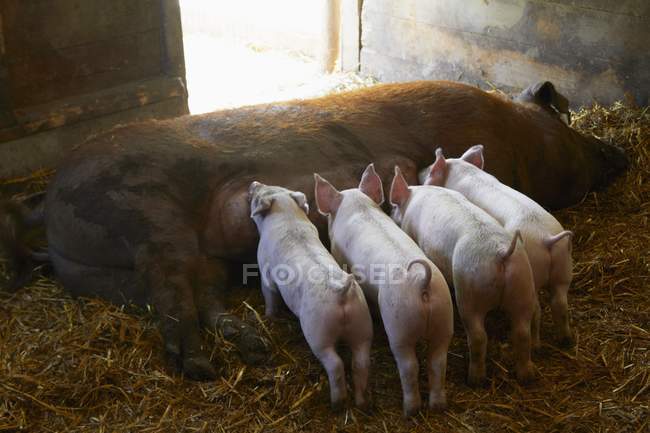 Elevated daytime view of piglets nursing on a farm — Stock Photo