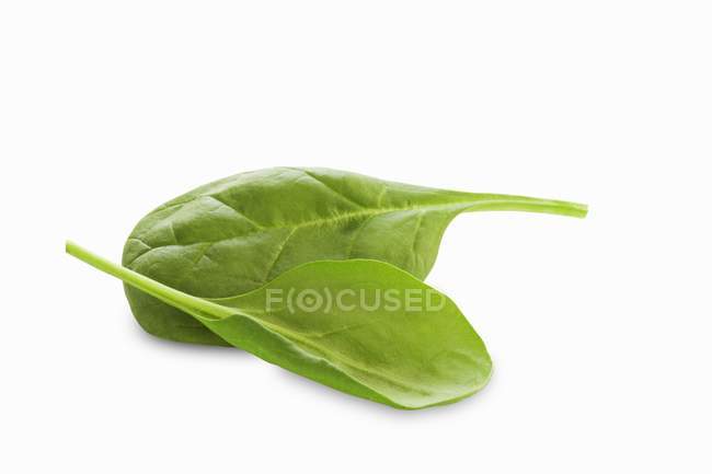 Fresh Baby Spinach Leaves — Stock Photo