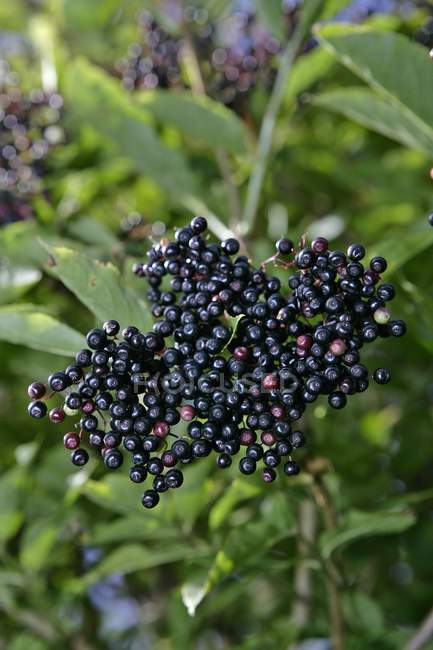 Closeup view of ripe elderberries on the bush — Stock Photo