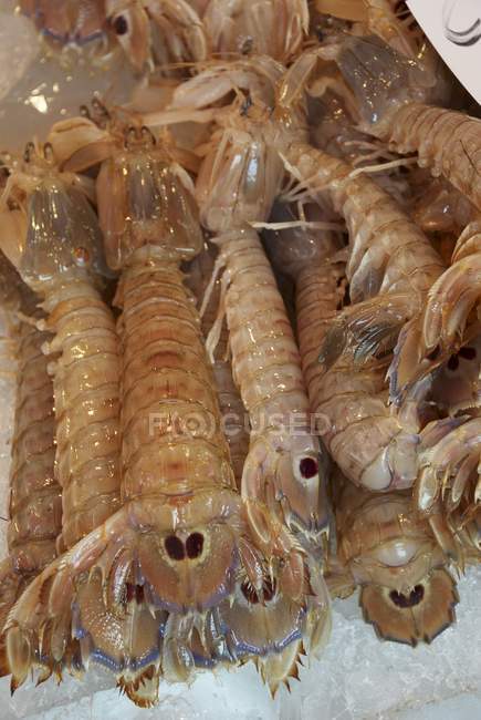 Raw mantis shrimps — Stock Photo