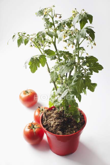 Una pianta di pomodoro in una pentola sulla superficie bianca — Foto stock
