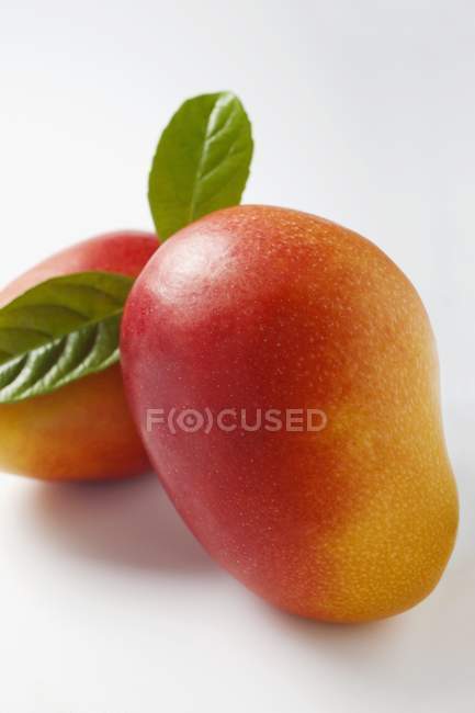 Спелые манго с листьями — стоковое фото