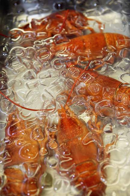 Vista de perto de lagostas em água fria com gelo — Fotografia de Stock