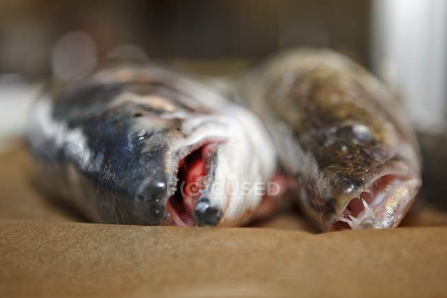 Salmone intero e zander — Foto stock