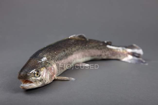 Raw rainbow trout — Stock Photo