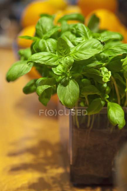 Manjericão fresco em vaso — Fotografia de Stock