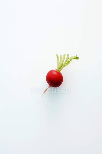 Fresh ripe radish — Stock Photo