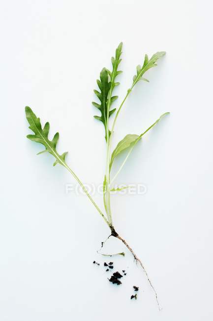 Rocket verde con radici — Foto stock