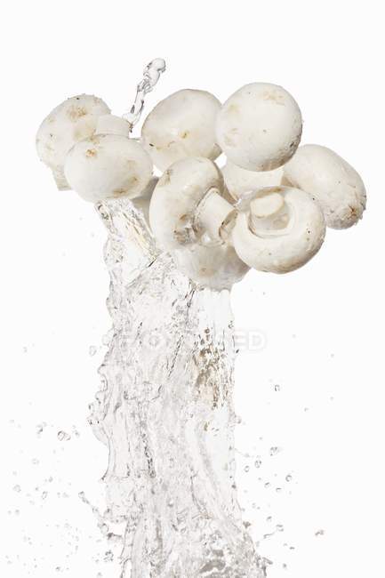 Champignons avec éclaboussure d'eau — Photo de stock